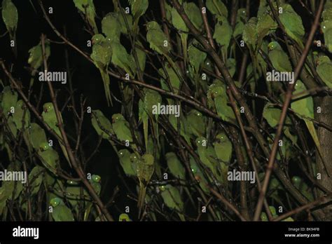 Sleeping Ring Necked Parakeets Hi Res Stock Photography And Images Alamy
