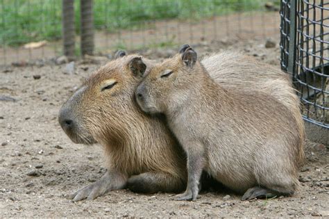 Capybara And Baby Capybara Cute Animals Animals Wild
