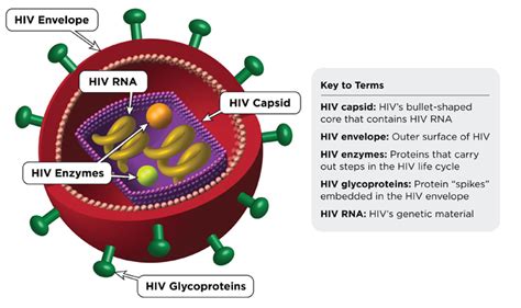 The Hiv Life Cycle