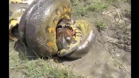 Anaconda Killer Attack Crocodile Python Fight Alligator Compilation