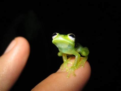 Just A Little Frog To Brighten Your Day Cutest Paw Cute Frogs