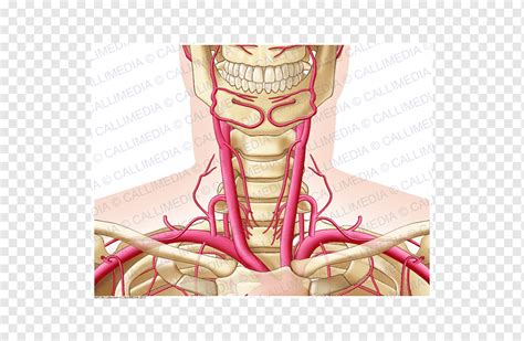 Neck Artery Human Anatomy Head Heart Hand Heart Head Png Pngwing