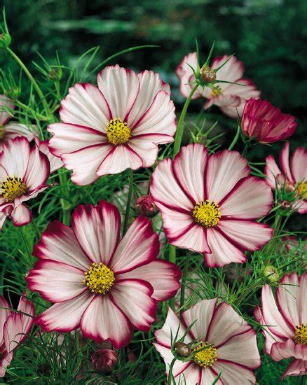 The Cosmos Candy Stripe Flower Seed