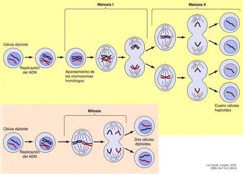 Embriología DivisiÓn Celular