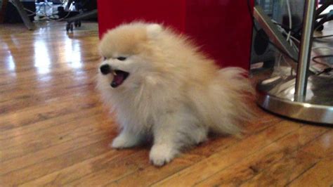 Sneezing is actually healthy because the body is doing what it needs to do. Tumblr's Tommy the Pomeranian Having an Adorable Sneeze Attack
