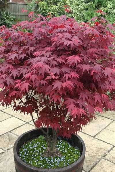 Buy Red Leaf Japanese Maple Tree Free Shipping Acer Palmatum