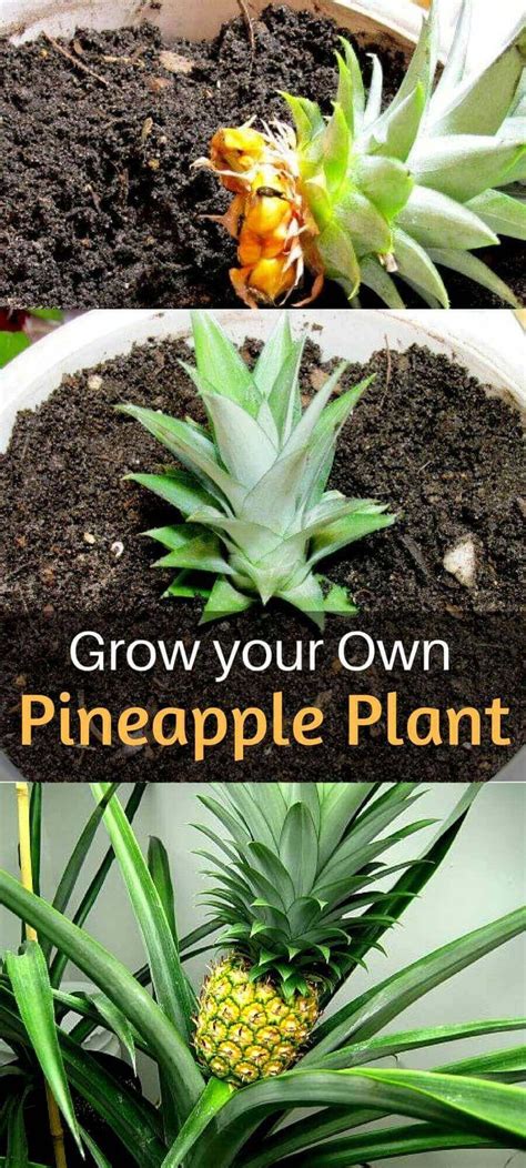 How To Grow Pineapple Plant Grow Pineapple Plant Growing Pineapple