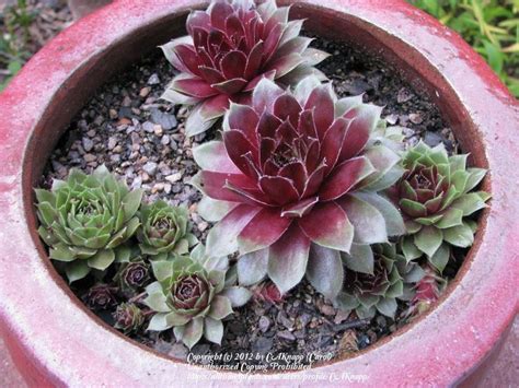Photo Of The Entire Plant Of Hen And Chicks Sempervivum Rubin