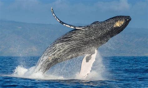 Baleias Características E Principais Espécies Ao Redor Do Mundo