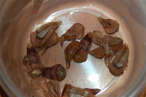 Maybe you would like to learn more about one of these? Pine Cone Fish Craft for Kids - Great to go with & The ...