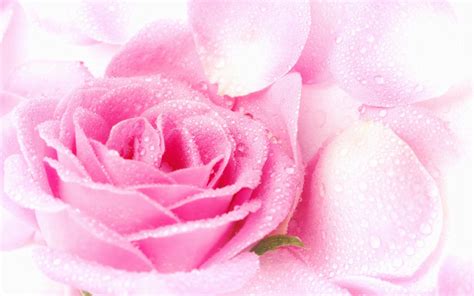 Pretty Pink Roses Wallpaper Pink Color Photo 34590747 Fanpop