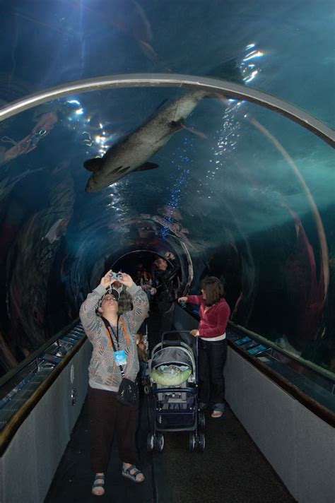 5 Top Reasons To Visit Aquarium Of The Bay Sf Love To Eat And Travel