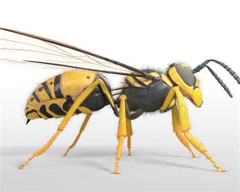 Wasp 3d Model By 3dstudio