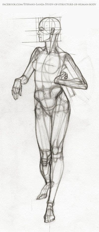 Study By StefanoLanza Human Anatomy Drawing Human Figure Drawing