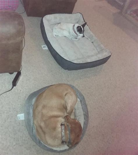 Sister Stolen Dog Beds Rstolendogbeds