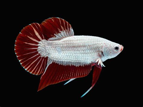 Dragon Scale Male Betta Fish Ph
