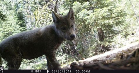 Extinct Grey Wolf Pack Spotted In Northern California