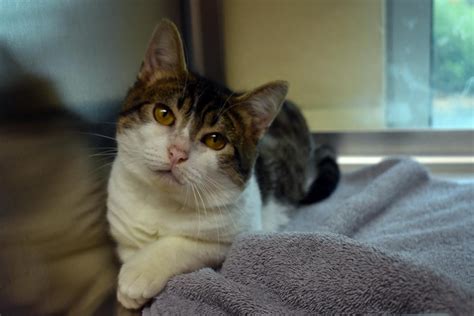 Uvhs is open for adoptions by appointment! Adopt a Cat or Kitten | New Hampshire SPCA