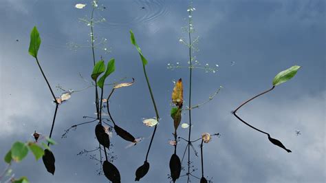 Wallpaper Water Nature Reflection Grass Sky Plants Branch