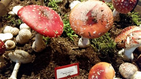 Oregon Mycological Society fall show: A. Muscaria : mycology
