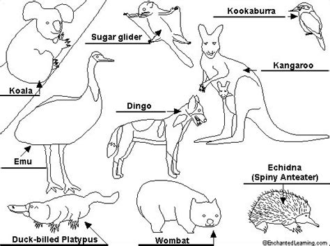 Australia Animals Coloring Page Free Printable