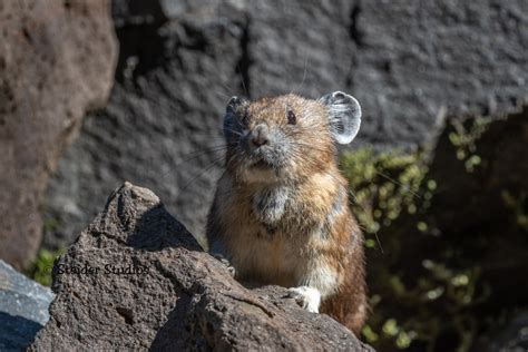 Puzzling Pikas The Gorges Little Known Residents