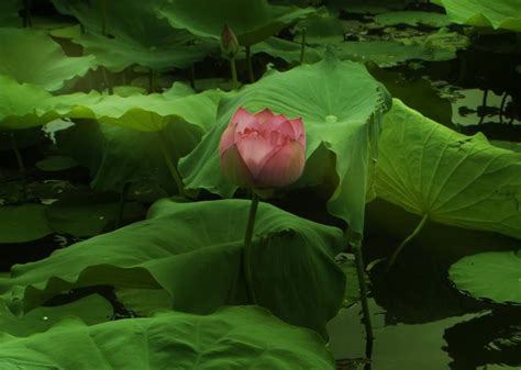 The Lotus Flower Limited Edition Of Photography By Viet Ha Tran Saatchi Art