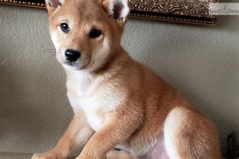 Shiba Inu puppy for sale near San Diego, California. | 3eb9c468-29d1