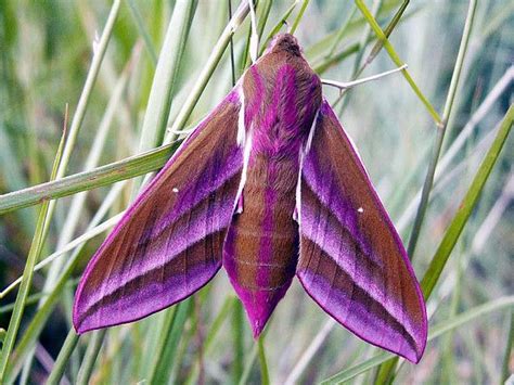 Purple Moth Butterfly Species Moth Beautiful Butterflies