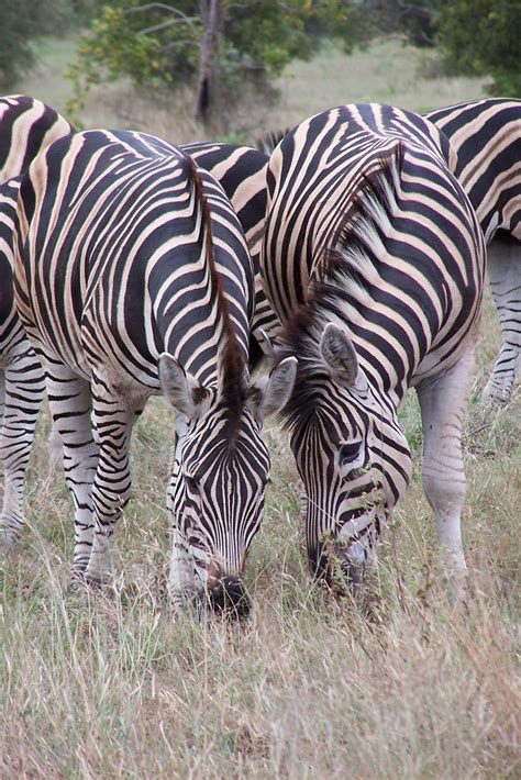 Både grevy og bjergsebra er truet på grund af tabet af habitat. The Game Lodge Index: Fun Facts about Zebras