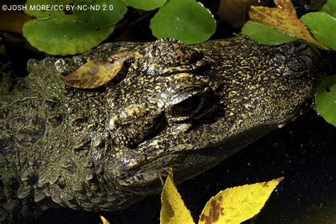 Chinese Alligator Alligator Sinensis