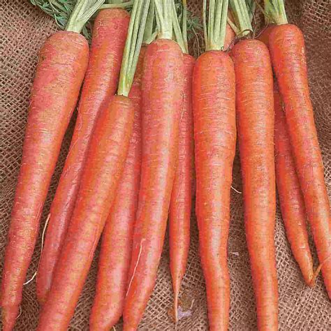 Carrot Seeds Little Finger Mckenzie Seeds