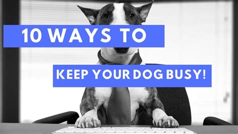 10 Easy Ways To Keep Your Dog Busy And Entertained Youtube