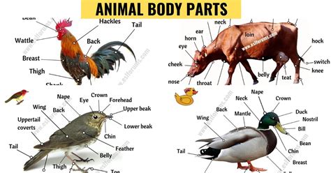 Duck Body Parts Diagram Bantam Duck Diagram Bird Drawings Duck