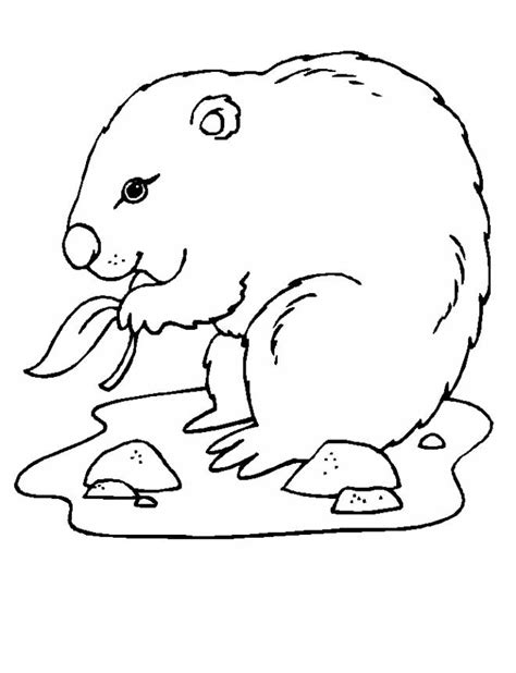 Cute marmot free download share: Free printable Marmot coloring pages