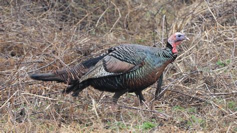 Wild Turkey Hunting Season In Northeast Ohio Starts April 30