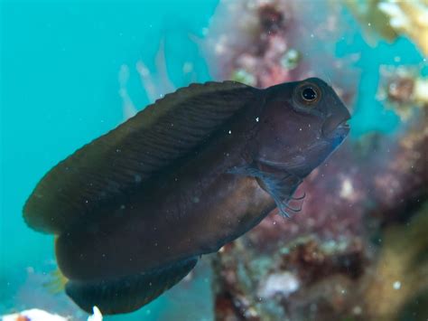 Black Sailfin Blenny Databasefish