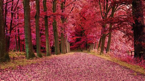 1920x1080 Fall Foilage Path Pink Trees Laptop Full Hd 1080p Hd 4k