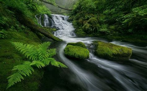 Waterfalls Waterfall Fern Forest Moss Stream Greenery Hd