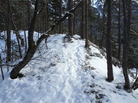 Snowy Forest Path In The Winter ~ Nature Photos ~ Creative Market