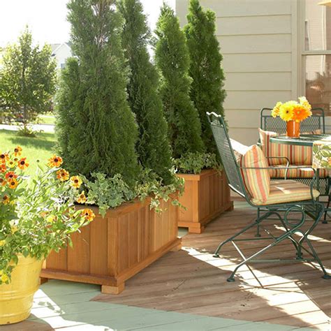 Fast growing evergreen trees delivered to your doorstep! Small Tree in Container | outdoortheme.com