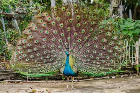 3 Types Of Peacocks Plus Interesting Facts Nayturr