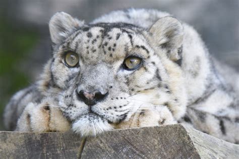 Snow Leopards No Longer ‘endangered But Still In Decline And In Need