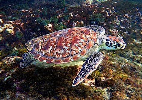 Hawksbill Turtle Habitat Hawksbill Sea Turtle L Critically Endangered