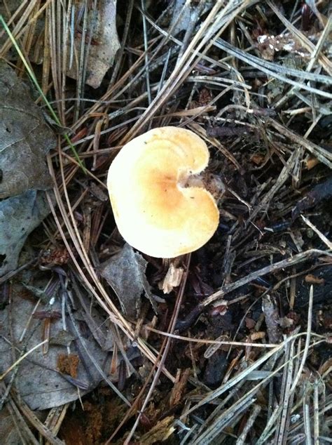 Unexpected Warm Day Todays Finds Need Some Id Assistance Mushroom