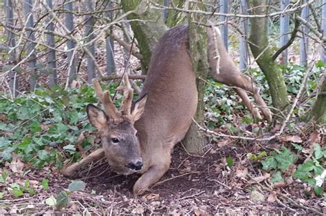 Oh Deer Prancing Bambi Gets Stuck In A Tree Daily Star