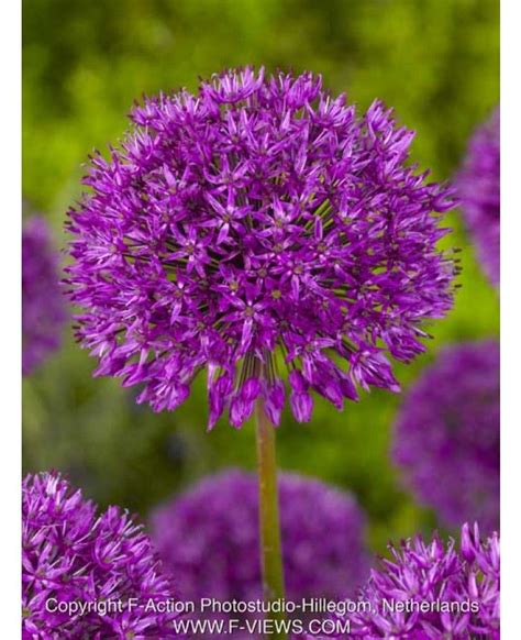 Purple Sensation Allium Spring Flowering Bulbs Bulb Flowers