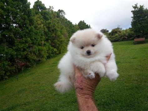 Akc Pomeranian Pup Female For Sale In Waianae Hawaii Classified