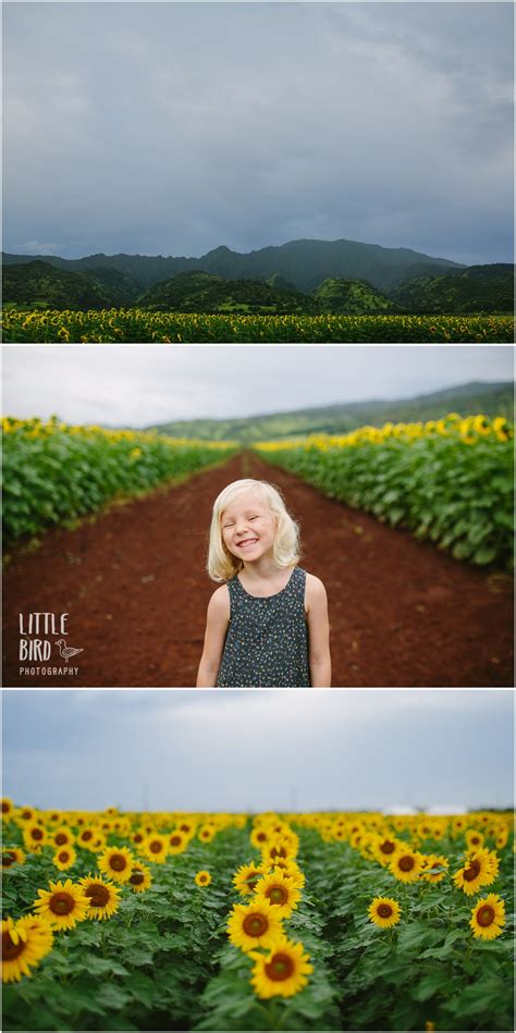 Check spelling or type a new query. A rainy November | Oahu sunflower fields » Fun Oahu Family ...