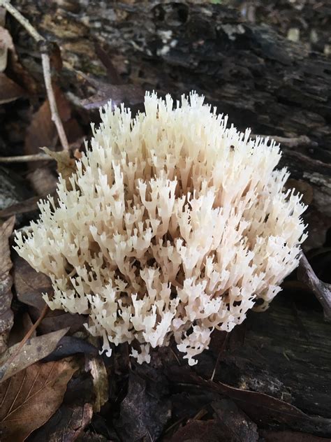 I Found This Gorgeous Coral Mushroom On A Hike Earlier Im Still A